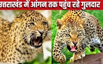 पहाड़ों में बढ़ रही गुलदार की दहशत ,कई मासूम बच्चों को बना चुका है निवाला
